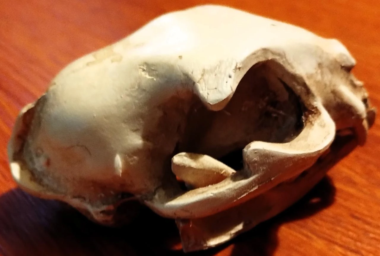 Caveira Gato Decorativa Cranio Skull – photo 3